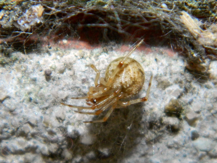 Parasteatoda tepidariorum con larva di Cydalima perspectalis